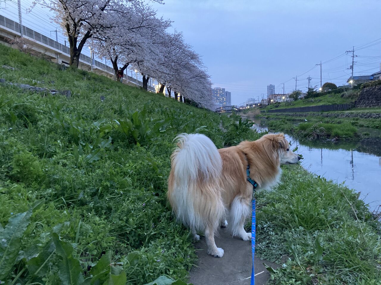 河川敷を散歩する