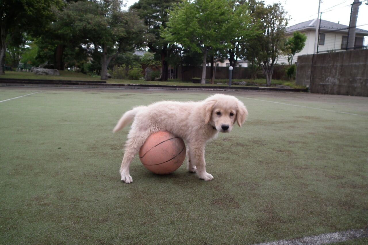 ボールをくわえて来る