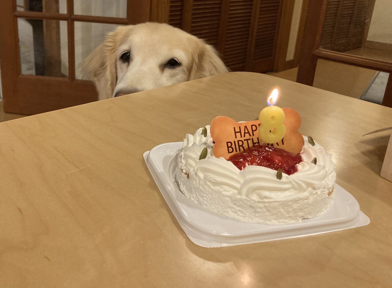 犬の誕生日ケーキ