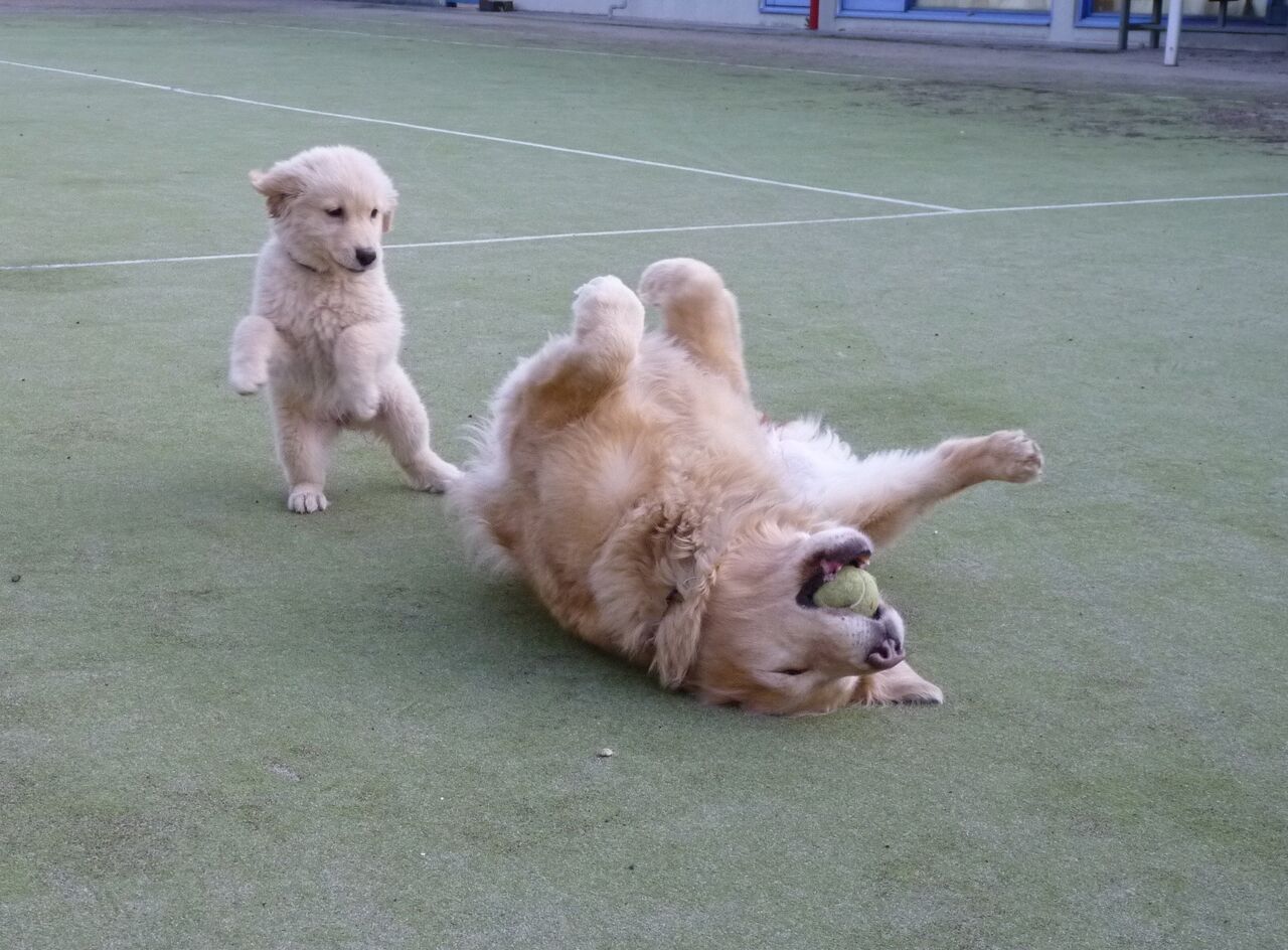 同じ犬種