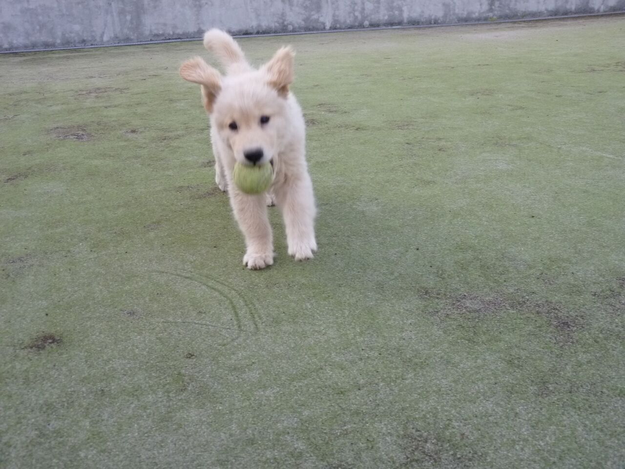 猟の獲物を回収する犬