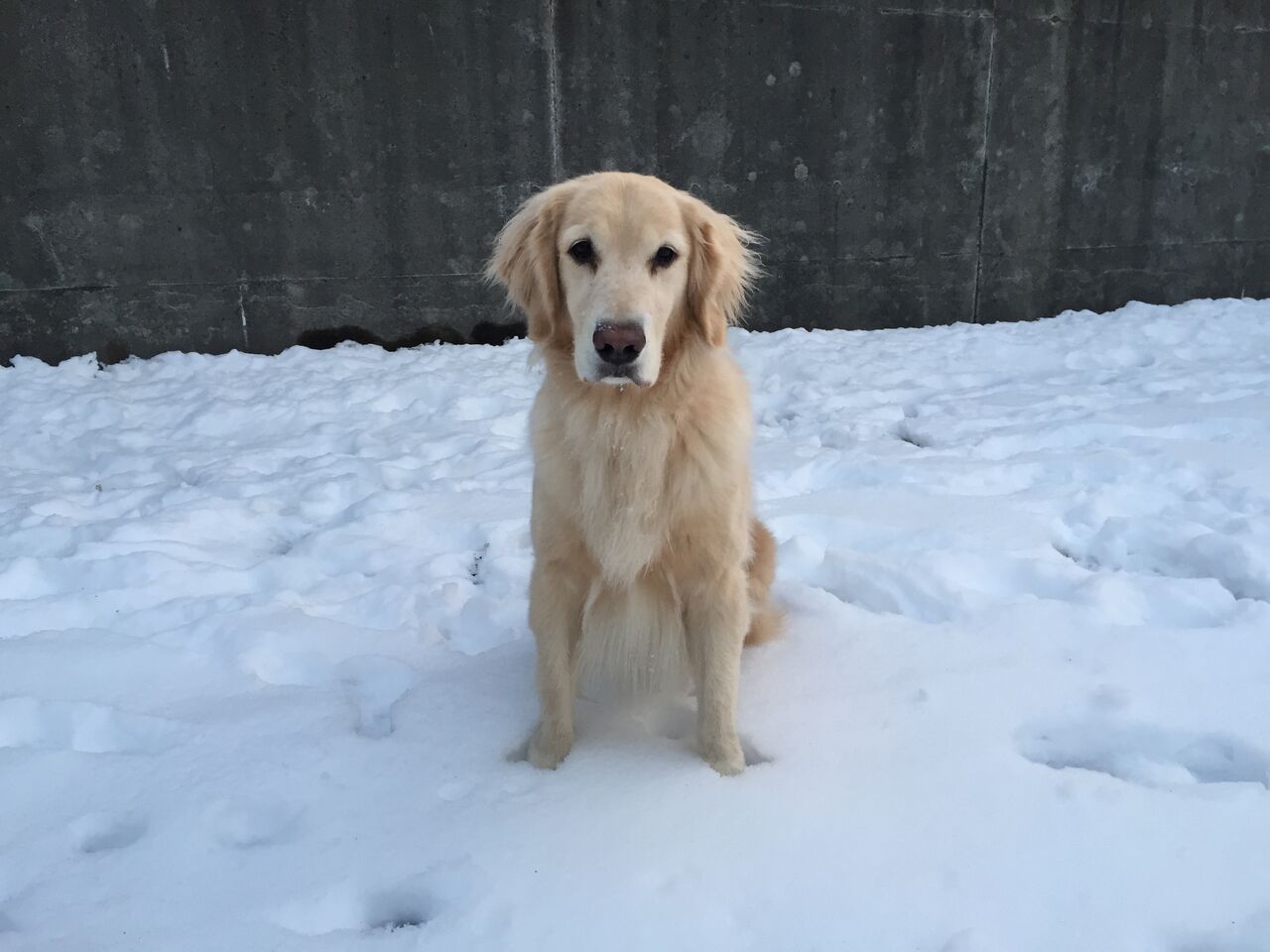 雪の上に立つ犬