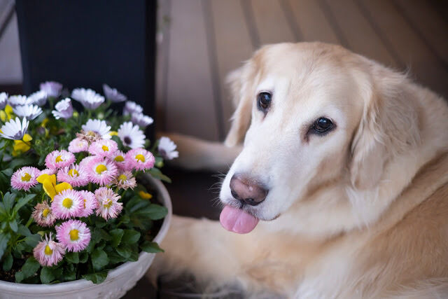 花と犬