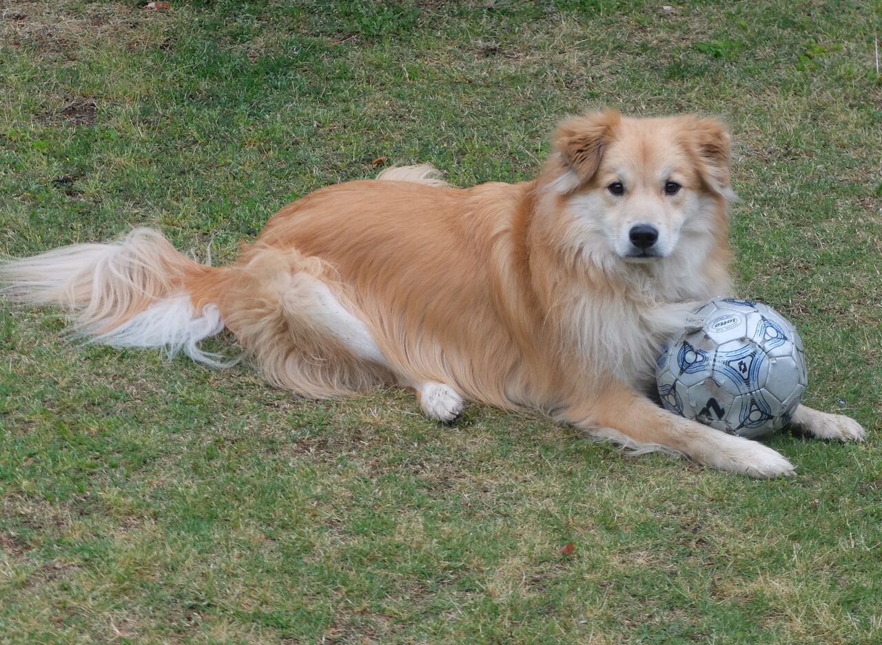 ボールと犬