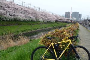 笹目川の桜