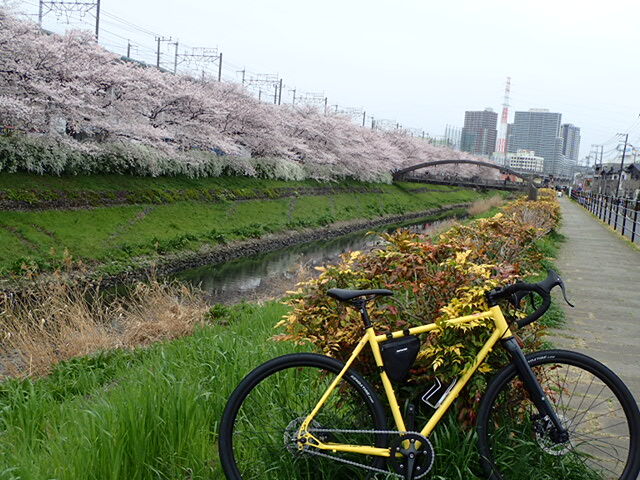 笹目川の桜