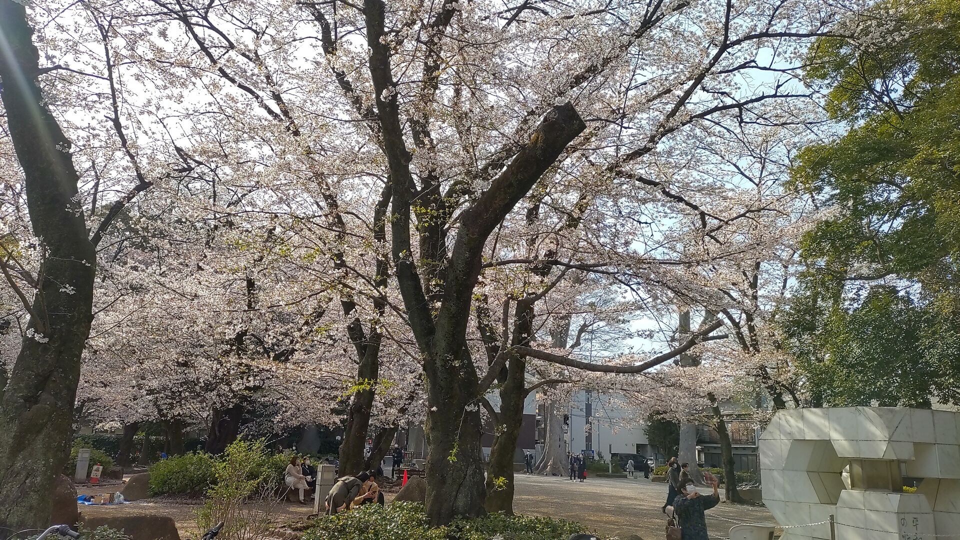 桜の公園