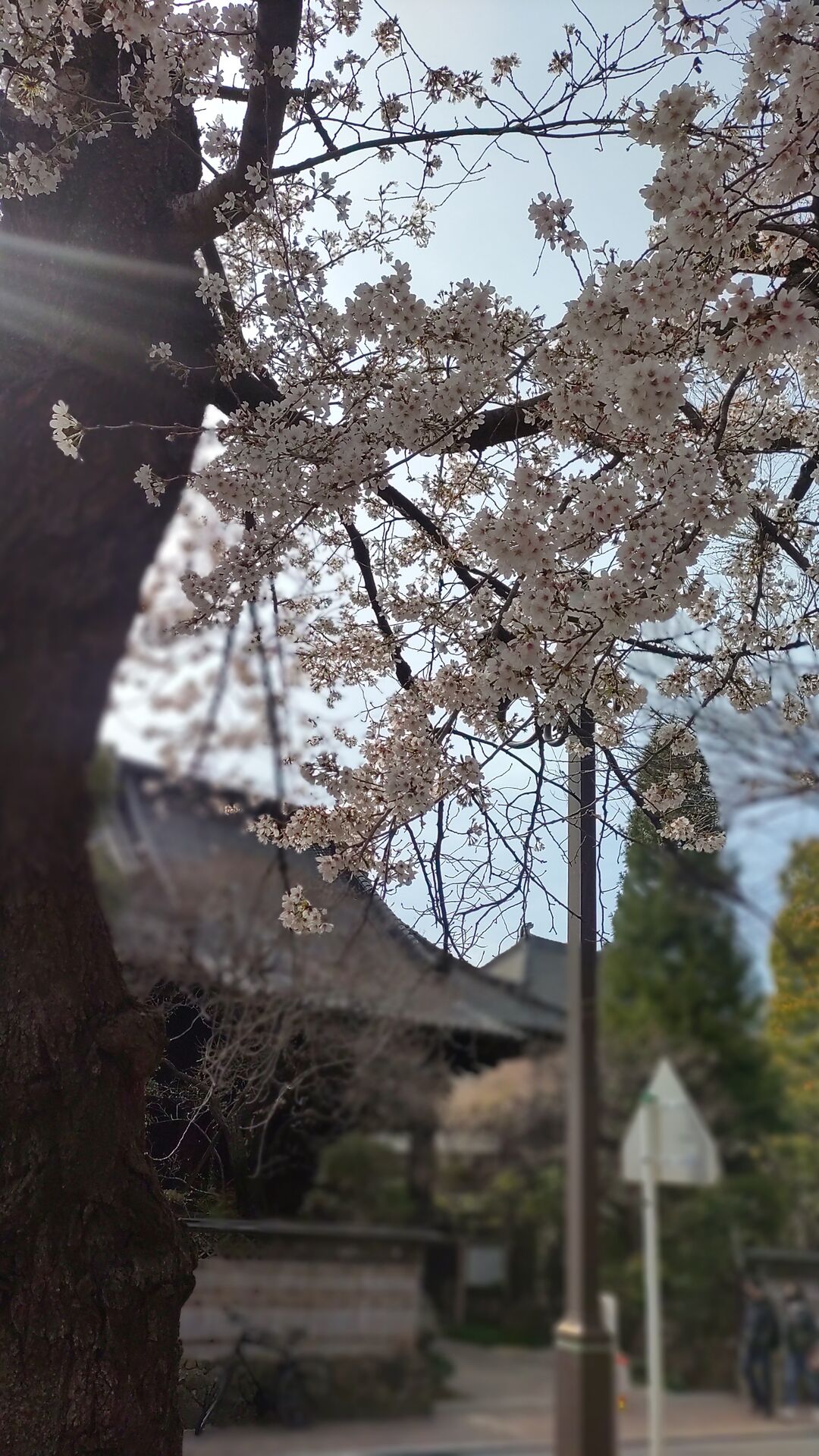 玉蔵院（ぎょくぞういん）の桜