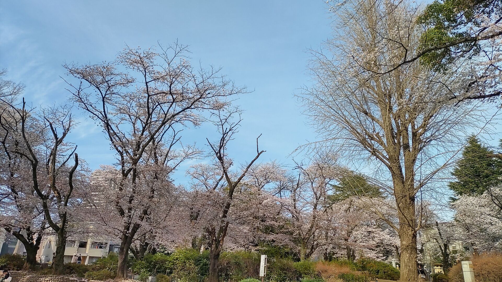 桜の名所