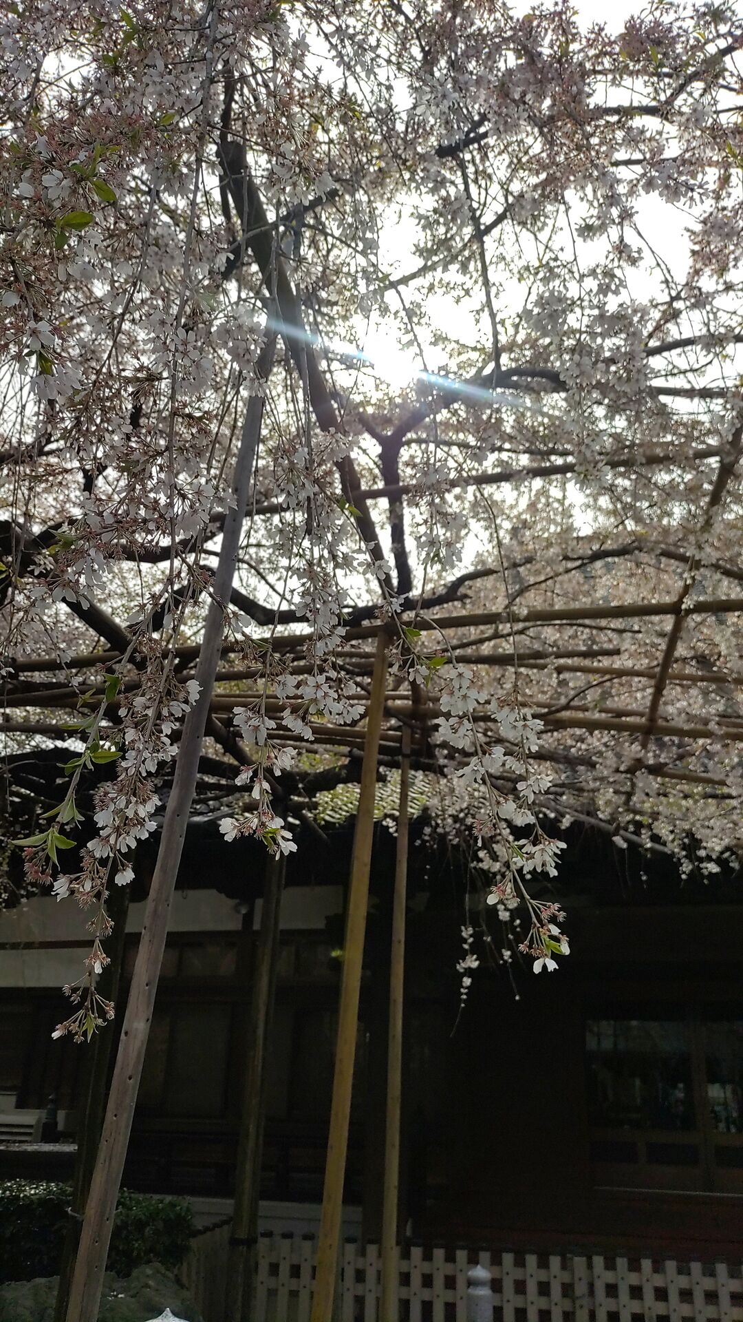 綺麗な桜