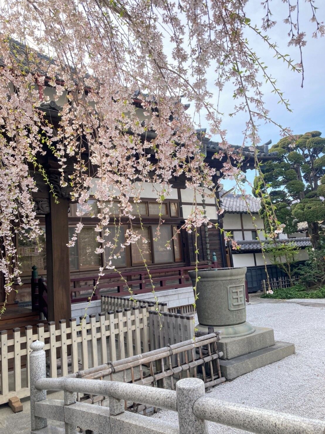 樹齢100年以上のしだれ桜