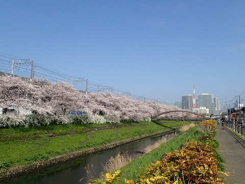 桜並木