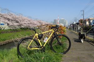 桜並木と自転車