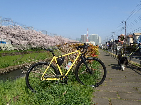 桜並木と自転車