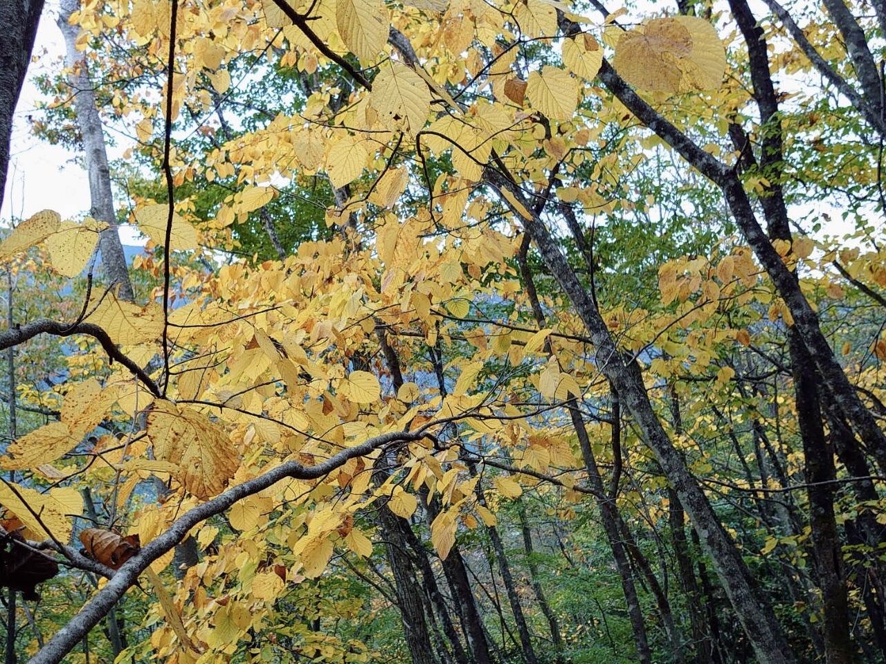 坪山の紅葉