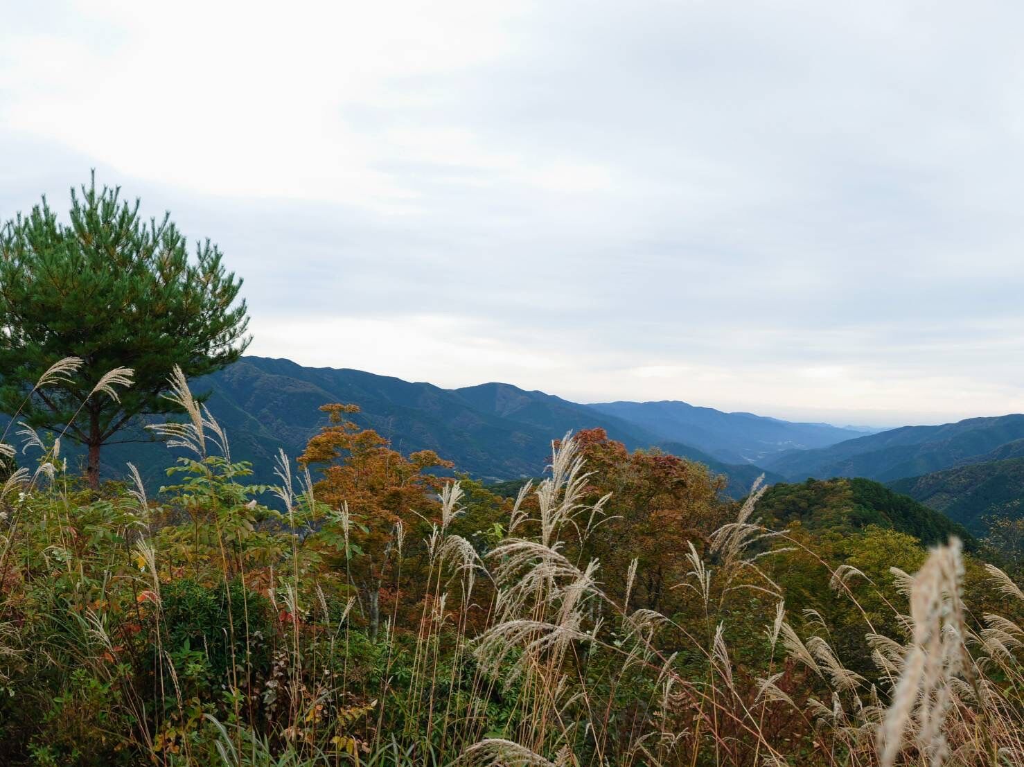 坪山の風景